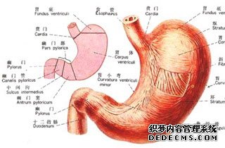 胆汁反流性胃炎症状